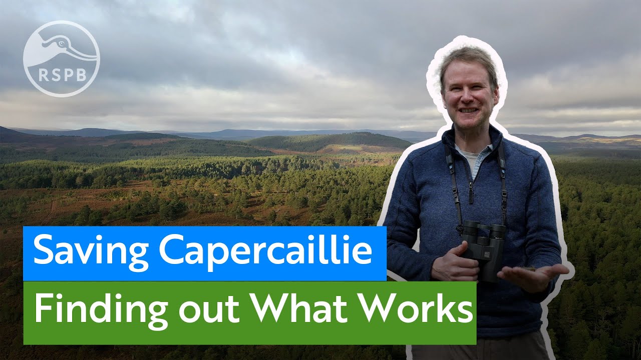 Creating better conditions for endangered Capercaillie at RSPB Scotland ...