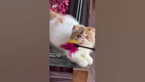 Watch the video about Superb Quality Van Calico Female 6 months, available FELINE LIBERTY PERSIAN 9421667331