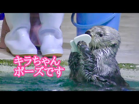ラッコ キラちゃん ポーズを決めました【鳥羽水族館】Sea otter Kira