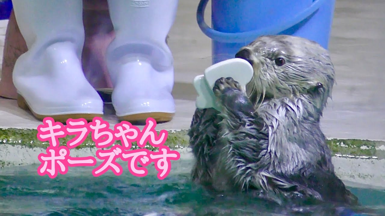 ラッコ キラちゃん ポーズを決めました【鳥羽水族館】Sea otter Kira