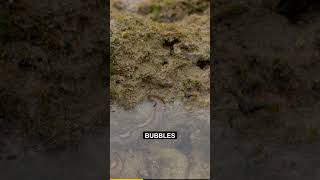 Water Strider: 3 Ways It Defies Gravity on Water