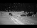 Lynx female and 2 kitten in Bialowieza forest