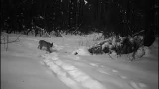 Lynx female and 2 kitten in Bialowieza forest