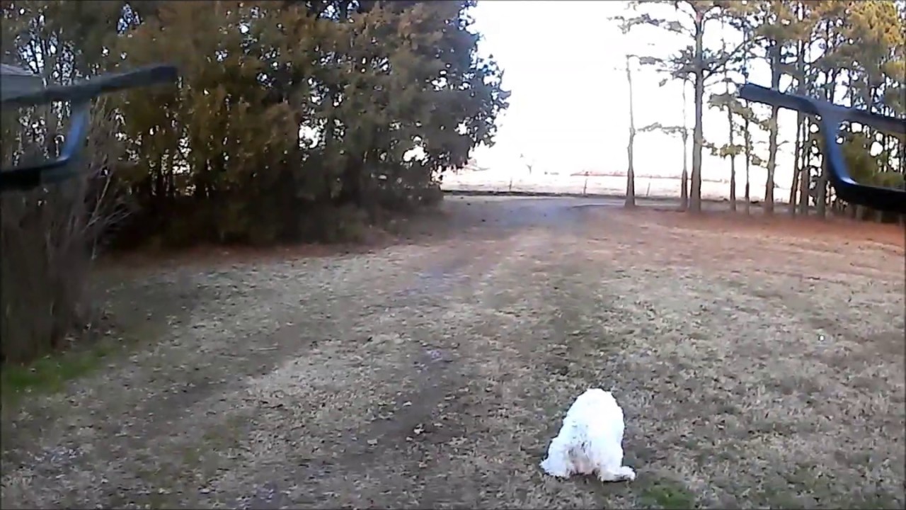 Walking dog with drone
