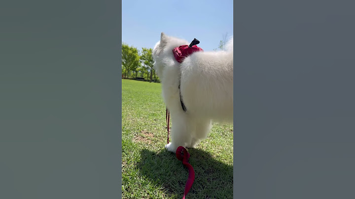 비 온 뒤 맑은 날 산책하기 #samoyed #강아지 #shorts #dog #강아지일상 #귀여운강아지
