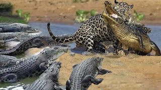 Amazing Jaguar Hunting Crocodile While Sleeping - Leopard Hunting Fail - Leopard Vs Crocodile