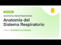 Anatomía del Sistema Respiratorio | Biología | Sistema Respiratorio | V2 | Egg Educación