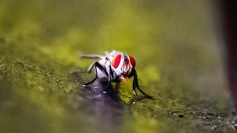 😯Macro photo editing in Lightroom😯