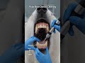 Professional Pet Dental Cleaning: What to Expect