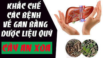 Cây An Xoa - Dược liệu khắc tinh của các bệnh về gan