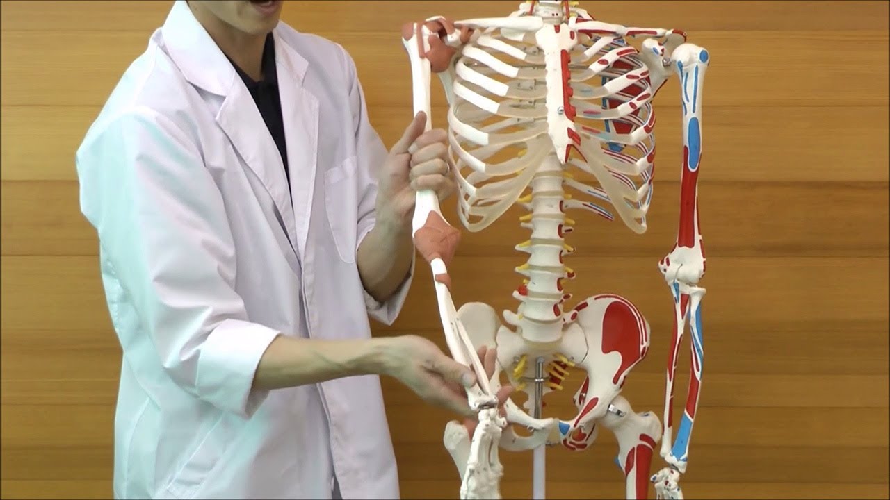 64-9714-30 サム・骨格モデル ～スーパースケルトン～ 直立型スタンド