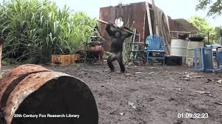 Ape With AK 47 - Human Nature at its best !!!