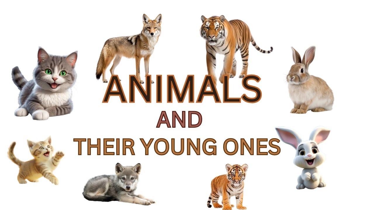 Animals and their Young Ones Educational Videos For Kids Animals