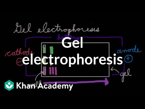 Gel Electrophoresis