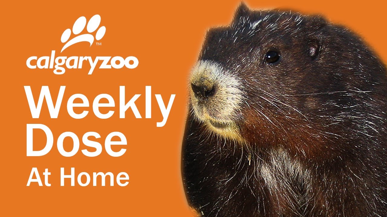 Your Weekly Dose at Home: Operation Strange Bedfellows