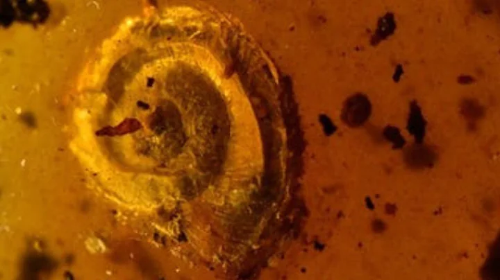 An ancient hairy snail was discovered in 99-millio...