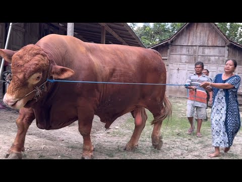 KUMPULAN SAPI NGAMUK BIKIN GEGER‼️🔥