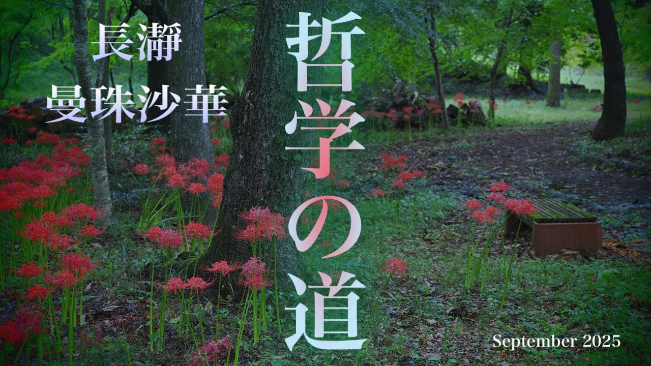 [ 秩父・長瀞 ] しられざる、長瀞の隠れ曼殊沙華スポット 「哲学の道」