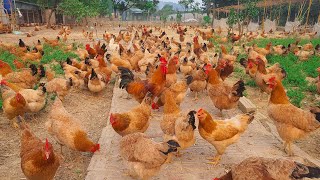 How Asia Farmer Take Care Of Chickens In Summer ?