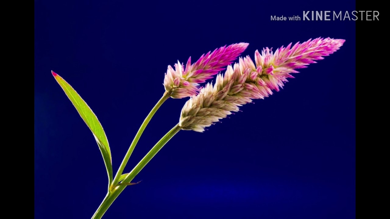 Audio song with beautiful flowers - YouTube