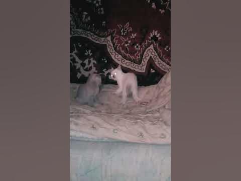 🐱Очень страшный кот🐱 - YouTube