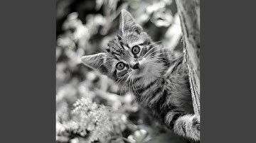 Pulsating Backdrops for Relaxing Cats