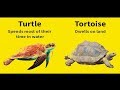 10 most commonly confused animals  top10 dotcom 