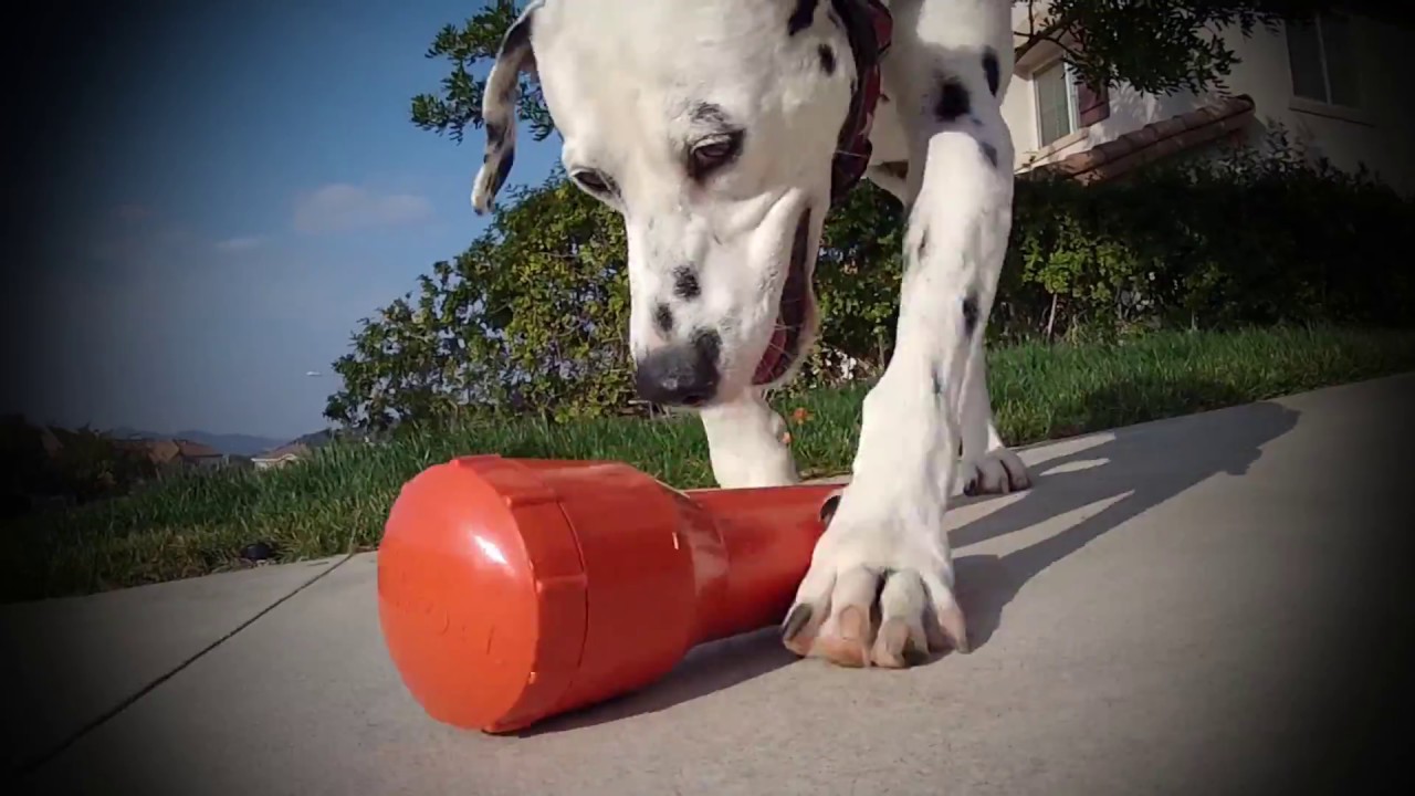 An Inside Look at Food Dispensing Toys for Dogs – Center for Shelter Dogs