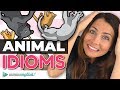How to use english animal idioms 