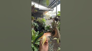 Pesona burung aviary #birds #kicaumania #burung #kicaumanianusantara #burungkicau #aviary #nature