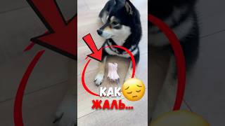 🐶 Гениальный когтерез, который не причинит боль собаке! #животные #питомцы