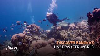 Discover the Best of Bangka in 7 Dive Sites | Filmed by Val Saknenko