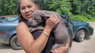 07/05/21 American Bully puppy pick up.