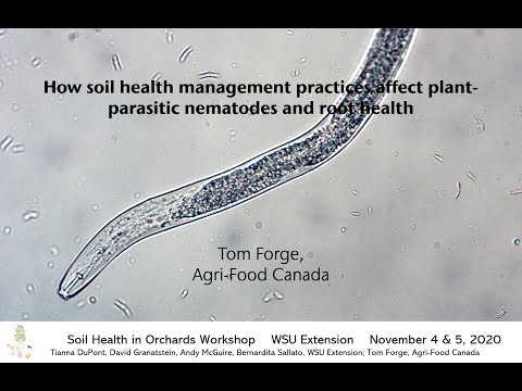 Video: Plum Root Knot Nematode Treatment: Ano ang Gagawin Tungkol sa Nematodes sa Plum Roots