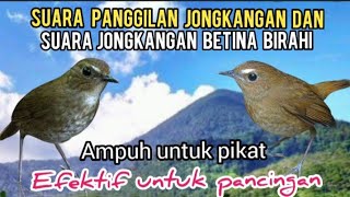 Suara Pikat Dan Pancingan Burung Cingcoang||Jongkangan Coklat