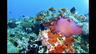 DIVING IN THE DHAALU ATOLL MALDIVES90 MIN UNDERWATER RELAXATION VIDEO