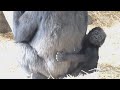 Gorillas are possessive about the baby Sumomo | Gorilla Haoko Family