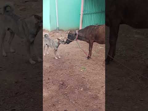 Hey Adanguriya Ne Funny Pets Shotsfeed Animals Simbaneela Official