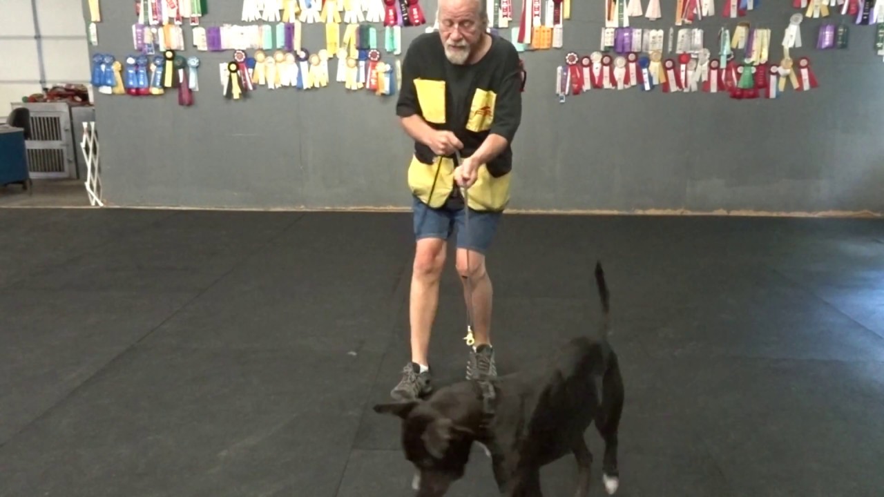 Allan Ross Dog Training YouTube