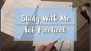 Study With Me // A&P Lab Practical