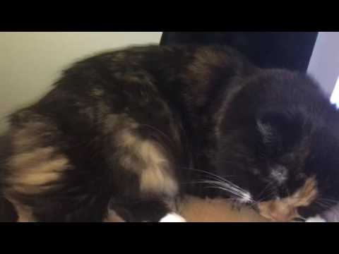 Cat breathing normal? - YouTube