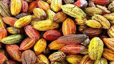 Nigeria cocoa industry in desperate straits as grinders mull shutting down