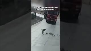 Don’t let a whale’s trail lead you to a crash.