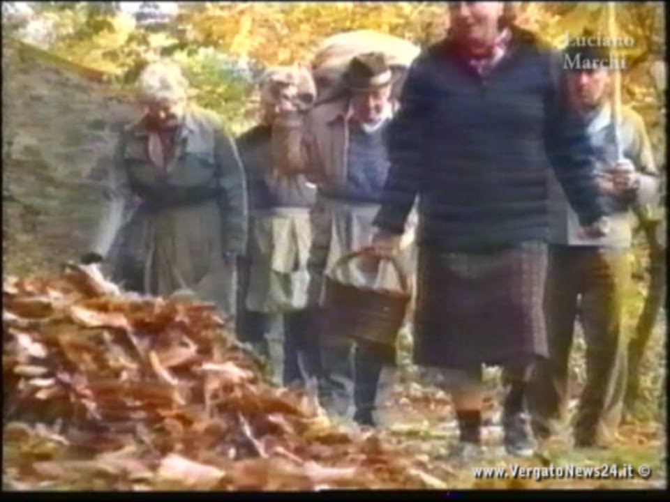 Real Time - Coltivare castagne - Parte 1; La pulizia del castagneto e la raccolta