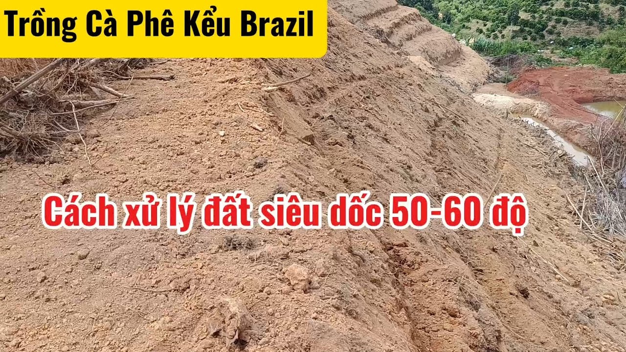 Trồng Cà phê kiểu Brazil - Cách xử lý đất Siêu Dốc