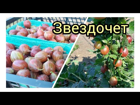 Video: Ogrozd 