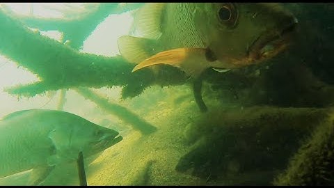 INSANE! Underwater HONEY HOLE Barramundi and Mangrove Jack