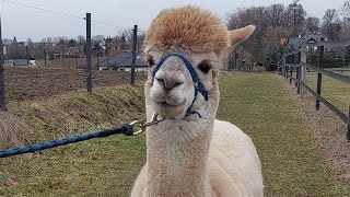 Spacer w alpakami / Walk with alpacas