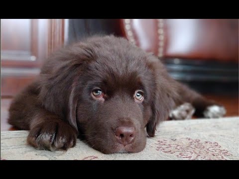 newfoundland puppies youtube