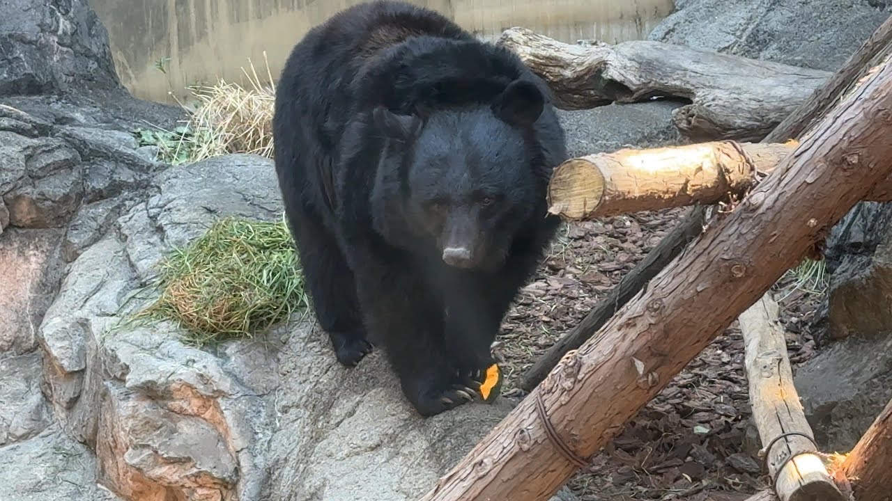 ウタちゃんクーちゃんの様子をお届け【‎2025年‎2月27日】【上野動物園